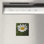 Daisy Foto Magnet (In Situ (Geschirrspüler))