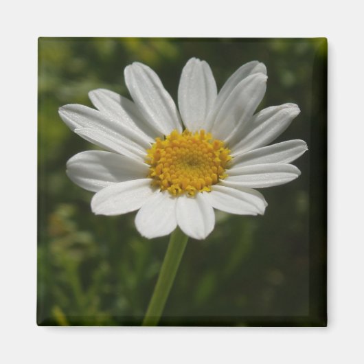 Daisy Foto Magnet (Vorne)