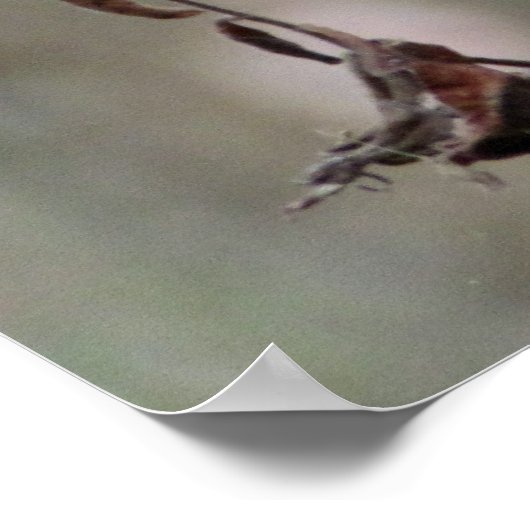 Daisy Foto Poster (Ecke)