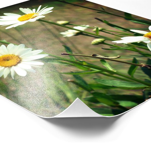 Daisy Fotodruck (Ecke)
