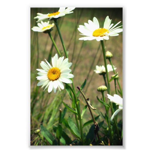 Daisy Fotodruck (Vorne)