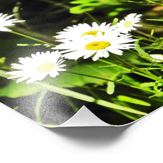 Daisy Fotodruck (Ecke)