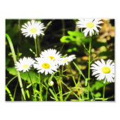 Daisy Fotodruck (Vorne)