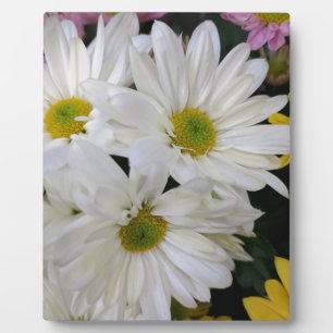 Daisy Fotoplatte