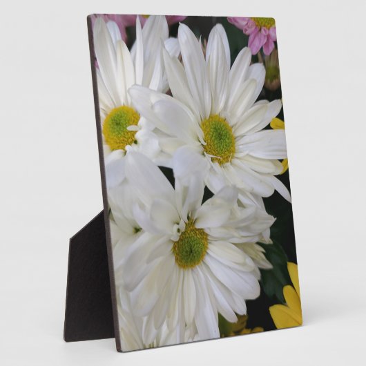 Daisy Fotoplatte (Seite)