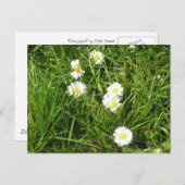 Daisy frisch postkarte (Vorne/Hinten)