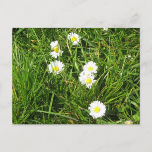 Daisy frisch postkarte