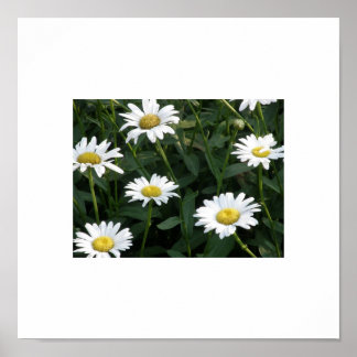 Daisy Green Poster