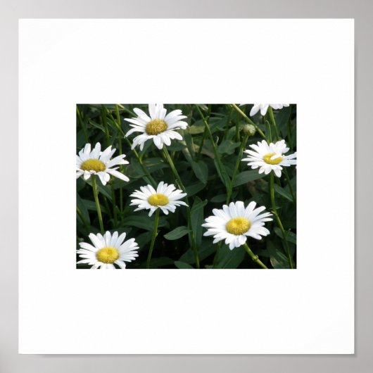 Daisy Green Poster (Vorne)