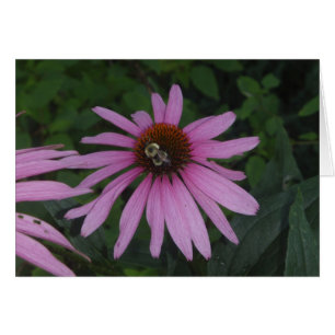 Daisy Hummel
