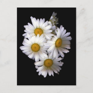 Daisy IV Postkarte