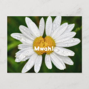 Daisy Kisses Birthday Valentine Liebe Gruß Postkarte