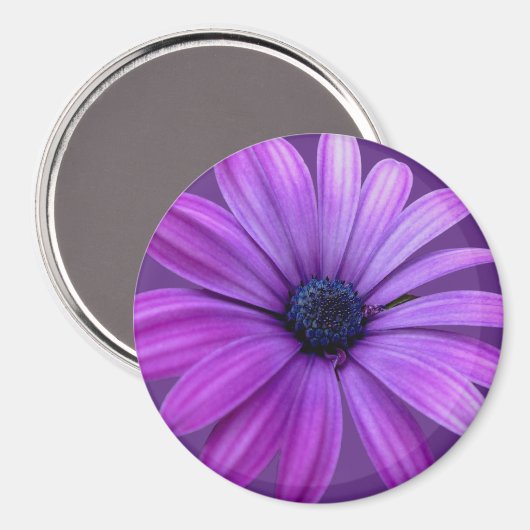 Daisy Kühlschrankmagnet Blue Blume Daisy Geschenke (Vorderseite/Rückseite)