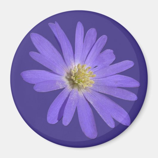 Daisy Kühlschrankmagnet Blue Blume Daisy Geschenke (Vorne)