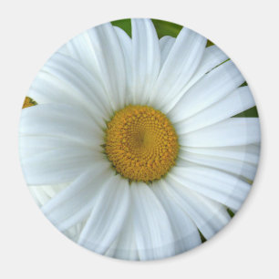 Daisy Kühlschrankmagnet Fröhliche Blume Daisy Gesc