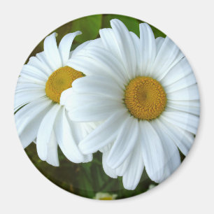 Daisy Kühlschrankmagnet Fröhliche Blume Daisy Gesc
