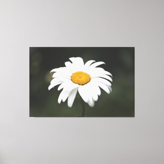 Daisy Leinwand Art (Vorderseite)