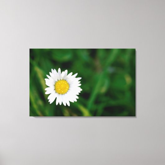 Daisy Leinwanddruck (Vorderseite)