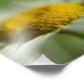 Daisy Macro Foto (Ecke)