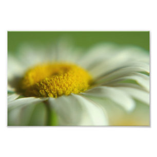 Daisy Macro Foto