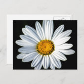 Daisy Mae Postcard Postkarte (Vorne/Hinten)