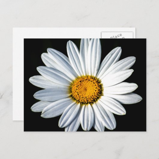 Daisy Mae Postcard Postkarte (Vorne/Hinten)