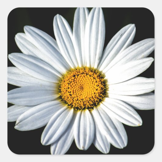 Daisy Mae Sticker (Vorderseite)