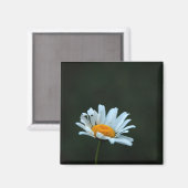 Daisy Magnet (Vorderseite/Rückseite)