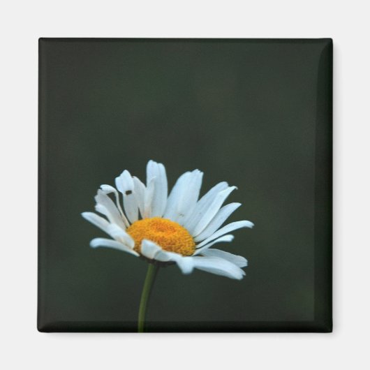 Daisy Magnet (Vorne)