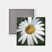 Daisy Magnet (Vorderseite/Rückseite)