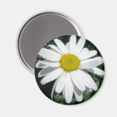 DAISY MAGNET (Vorderseite/Rückseite)