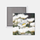 Daisy Magnet (Vorderseite/Rückseite)