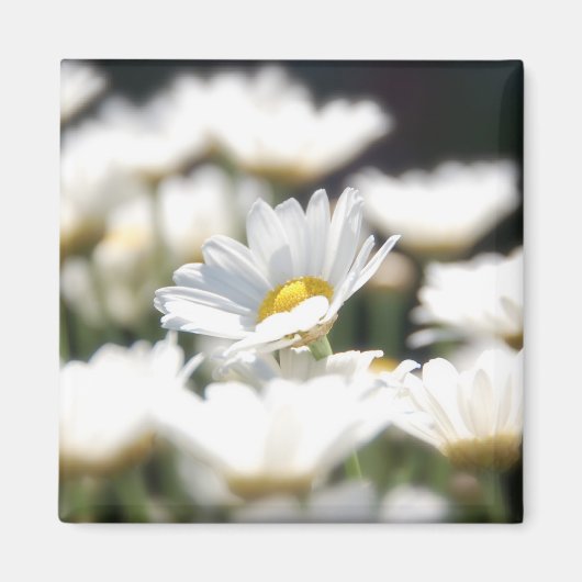 Daisy Magnet (Vorne)