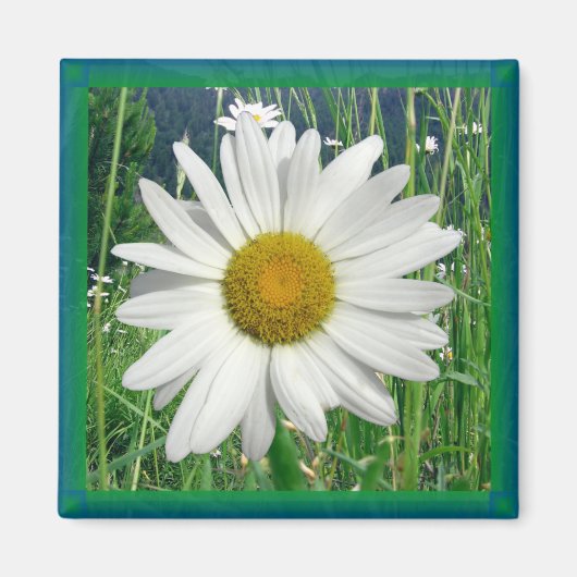 Daisy Magnet (Vorne)