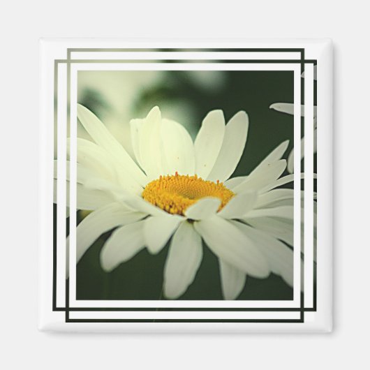 Daisy Magnet (Vorne)