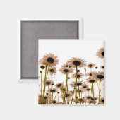 Daisy Magnet (Vorderseite/Rückseite)