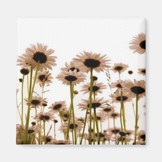 Daisy Magnet