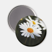 Daisy Magnet (Vorderseite/Rückseite)