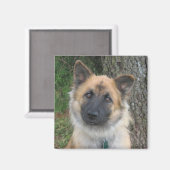 Daisy Magnet (Vorderseite/Rückseite)