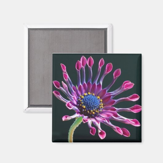 Daisy Magnet (Vorderseite/Rückseite)