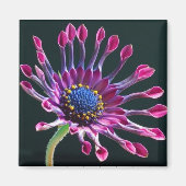 Daisy Magnet (Vorne)