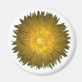 Daisy Magnet