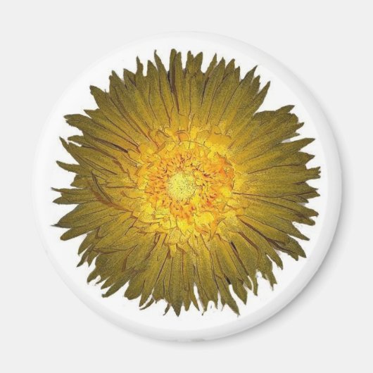 Daisy Magnet (Vorne)