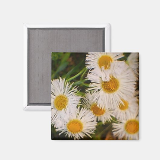 Daisy Magnet (Vorderseite/Rückseite)