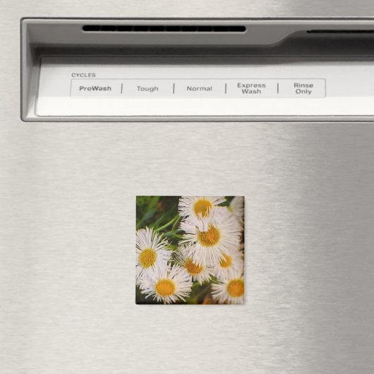 Daisy Magnet (In Situ (Geschirrspüler))