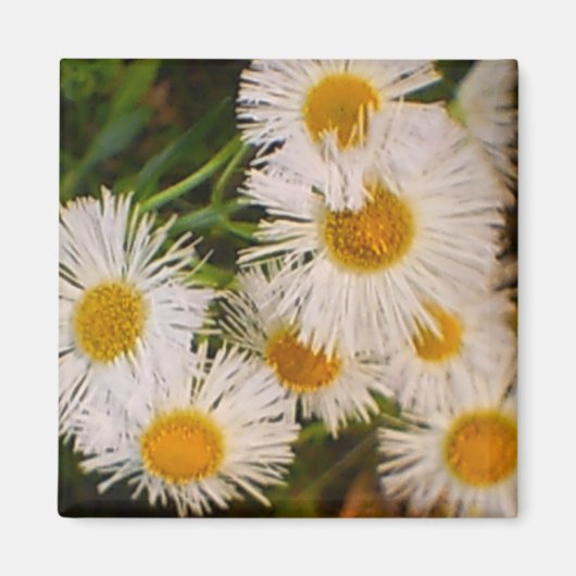 Daisy Magnet (Vorne)