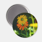 Daisy-Magnet Magnet (Vorderseite/Rückseite)