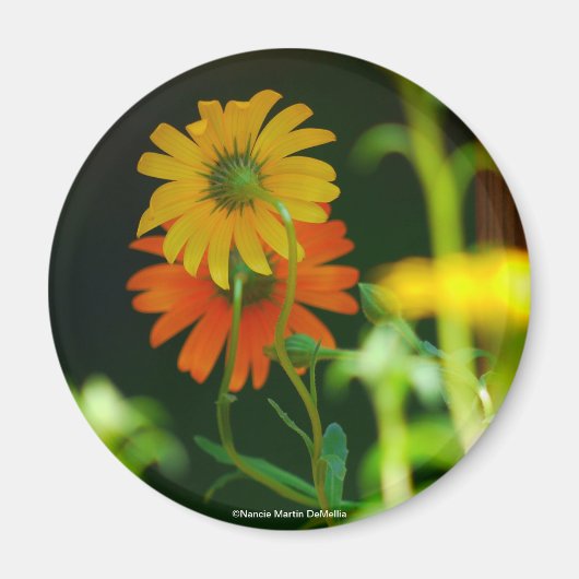 Daisy-Magnet Magnet (Vorne)