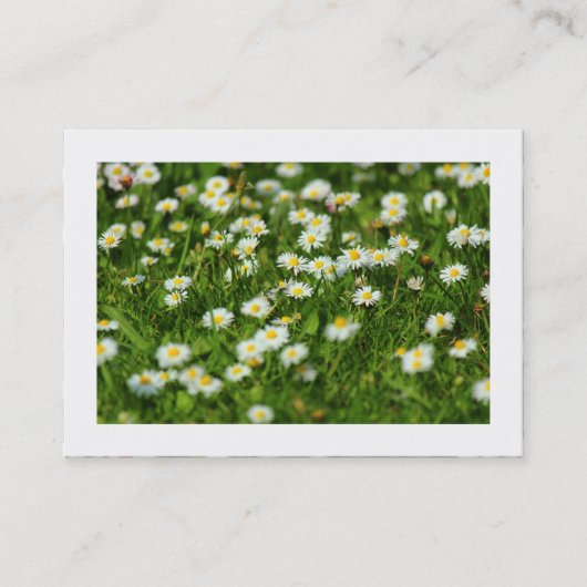 Daisy Meadow (grenzt) Visitenkarte (Vorderseite)