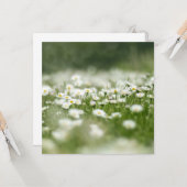 Daisy Meadow Karte (Vorderseite/Rückseite Beispiel)